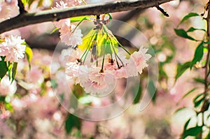 fpink sakura flowers on a sunny day photo