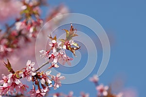 Flowering sakura tree