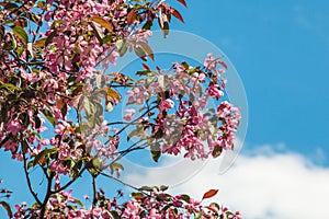 Flowering sakura tree against a bright blue sky close-up