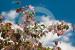 Flowering sakura tree against a bright blue sky close-up