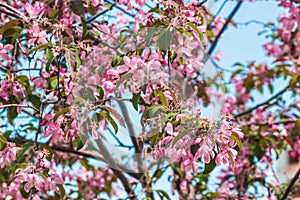 Flowering sakura tree against a bright blue sky close-up