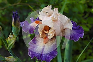 Flowering salmon-peach and purple Iris Germanica Flashy Show Girl , close-up