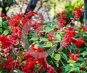 Flowering salvia splendens planst in Funchal city in Madeira