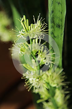 Flowering Sansevieria trifasciata