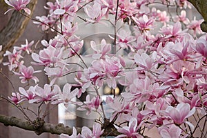 Flowering Saucer Magnolias in a Courtyard in Washington DC