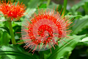 Flowering Scadoxus puniceus