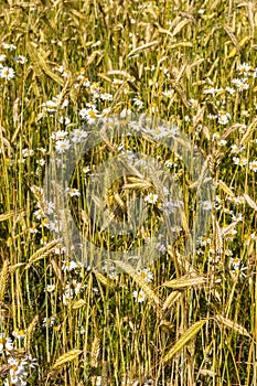 Flowering scentless mayweed in a cornfield