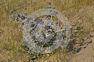 Flowering sea holly plant, closeup