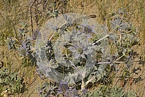 Flowering sea holly plant, overhead view