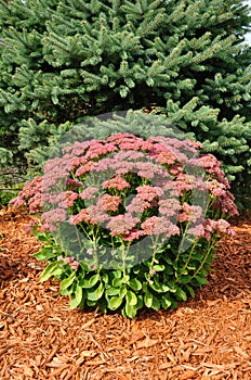 Flowering Sedum Autumn Joy photo