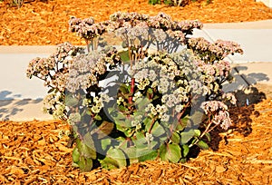 Flowering Sedum Matrona