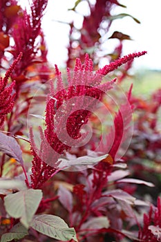 Flowering Seed Head of Red Garnet Amaranth Edible Plant photo