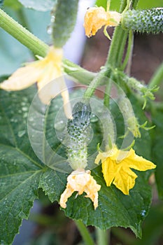 Flowering shoots of cucumber or gherkin and small cucumber in the greenhouse. Cucumber vine with growing cucumber in the garden