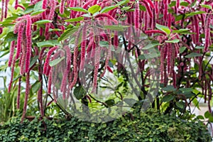 Flowering shrub Acalypha hispida grown in a greenhouse with a tropical climate. Background