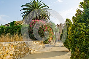 Flowering shrub along church walkway