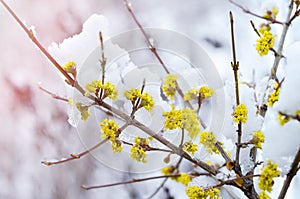 Flowering shrub during the April cold snap and snowfall in Russia