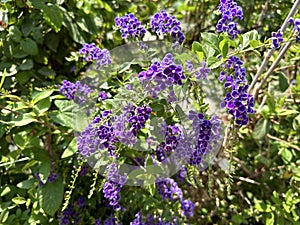 Flowering shrub Duranta erecta