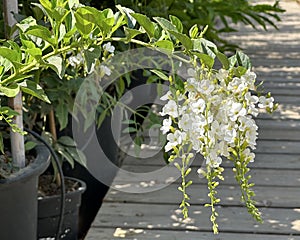 Flowering shrub Duranta erecta