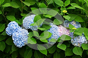 Flowering shrub Hortensia summer season nature in detail