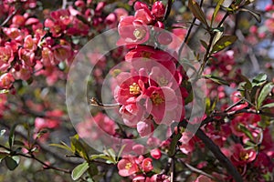 Flowering shrub of Japanese chaenomeles