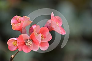 Flowering shrub with red and pink petals - Chaenomeles japonica