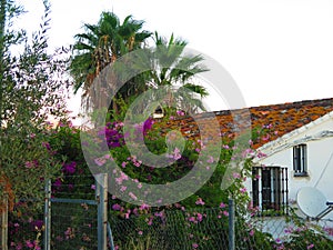 Flowering shrubs covering old farmhouse