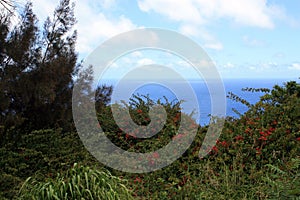 Flowering shrubs, evergreens and plants with the Pacific Ocean in the background in Honokaa, Hawaii