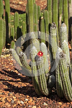 Flowering silver torch cactus (cleistocactus strausii) in garden photo