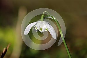 The flowering of a single snowdrop in the spring