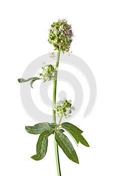 Flowering small burnet close up