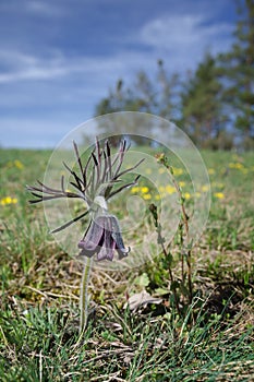 Flowering Small pasque flower Pulsatilla pratensis