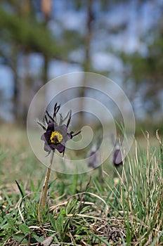 Flowering Small pasque flower Pulsatilla pratensis