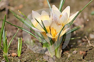 Flowering snow of golden crocus Crocus chrysanthus on flowerbed