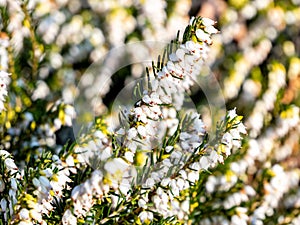 Flowering snow heather in white color erica carnea