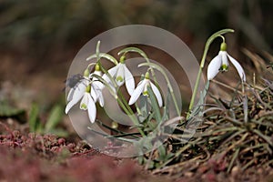 Flowering snowdrop (Galanthus nivalis) plants in garden