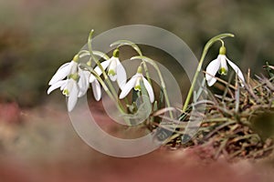 Flowering snowdrop (Galanthus nivalis) plants in garden