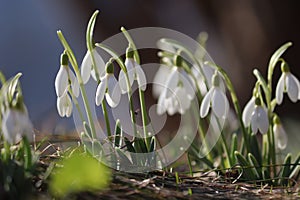 Flowering snowdrop (Galanthus nivalis) plants in garden