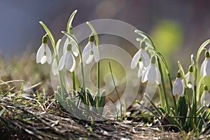 Flowering snowdrop (Galanthus nivalis) plants in garden