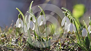 Flowering snowdrop (Galanthus nivalis) plants in garden