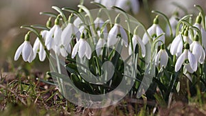 Flowering snowdrop (Galanthus nivalis) plants in garden