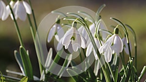 Flowering snowdrop (Galanthus nivalis) plants in garden