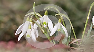 Flowering snowdrop (Galanthus nivalis) plants in garden
