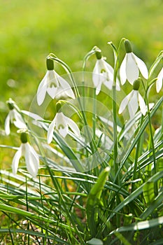 Flowering snowdrops