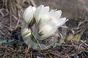 Flowering snowdrops in the woods photo