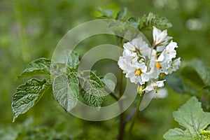 Flowering Solanum tuberosum