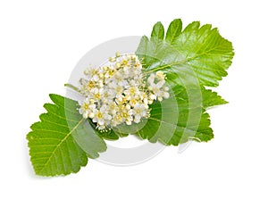 Flowering Sorbus intermedia Isolated on white background