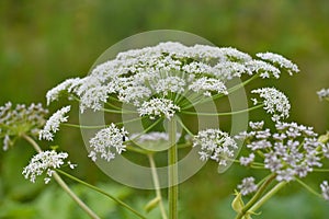 Flowering Sosnowsky's hogweed