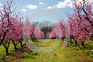 Peach Orchard in Bloom
