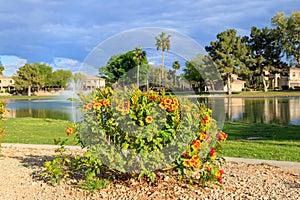 Flowering Sparky Tecoma Shrub in Dos Lagos, Glendale, AZ