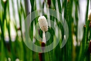 Flowering Spike-rush (Eleocharis elegans Cyperaceae).